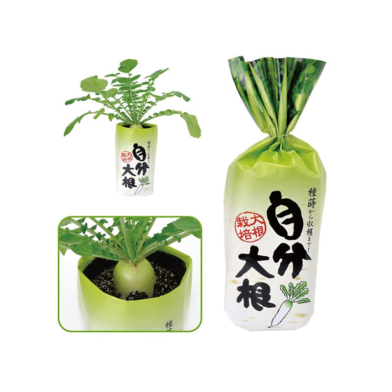 ㈱アーテック自分大根 1セット(ご注文単位1セット)【直送品】