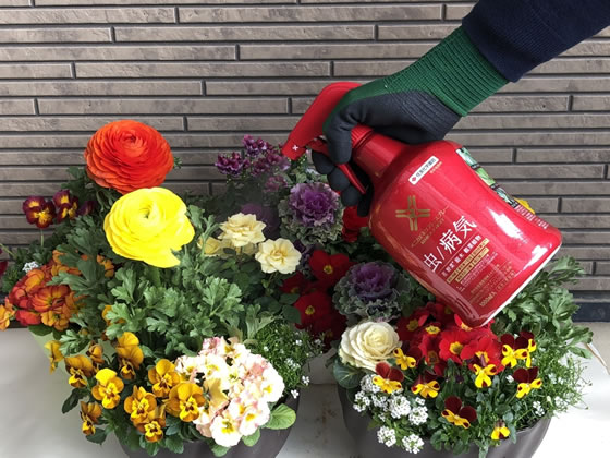 KINCHO園芸 ベニカXネクストスプレー 1000ml 1個（ご注文単位1個)【直送品】