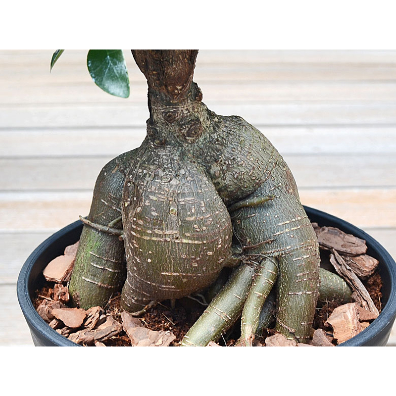 琴花園 観葉植物 ガジュマル 多幸の木 6号ブラックセラート鉢 1個（ご注文単位1個）【直送品】