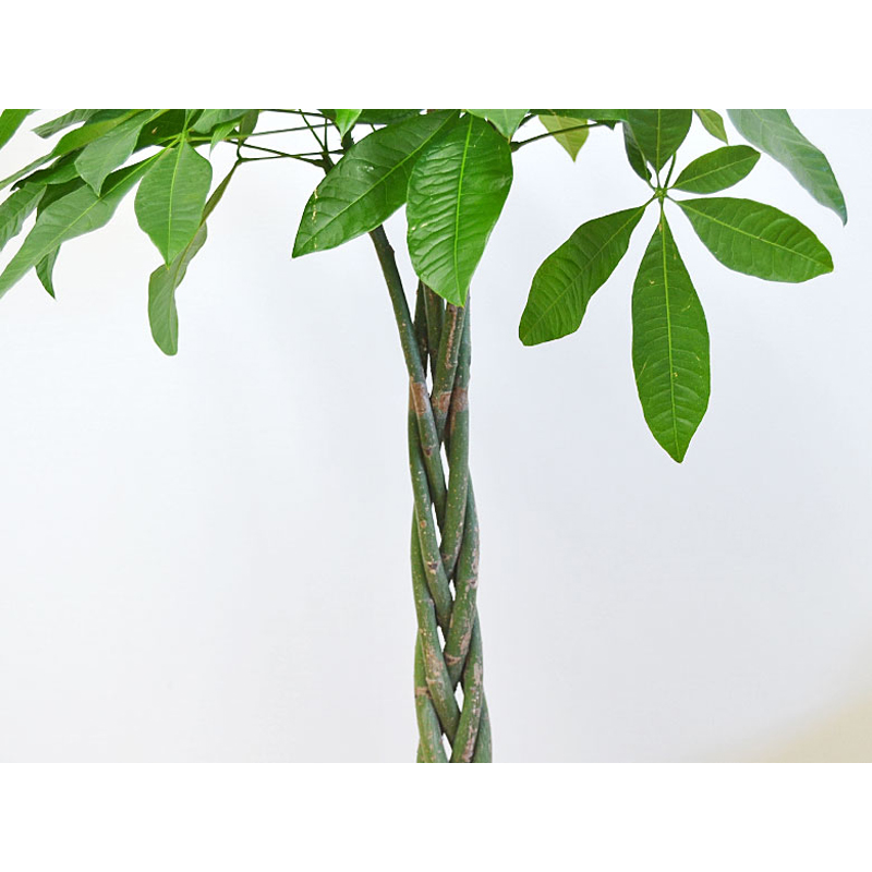 琴花園 観葉植物 編み込みパキラ 発財樹 スクエア陶器鉢植え 8号サイズ 1個(ご注文単位1個)【直送品】