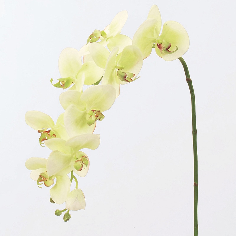 アスカ商会 造花 A-31258コチョウランM #053A クリ-ムグリ-ン 1本(ご注文単位1本)【直送品】