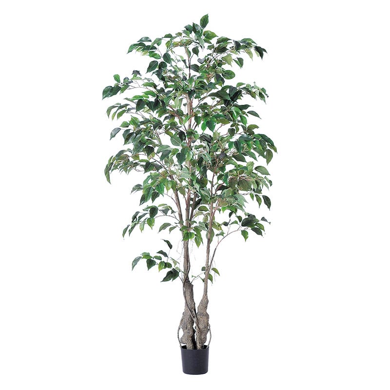 アスカ商会 造花・観葉植物 A-50866ファイカスツリー #051A グリ-ン ポット付 1本(ご注文単位1本)【直送品】