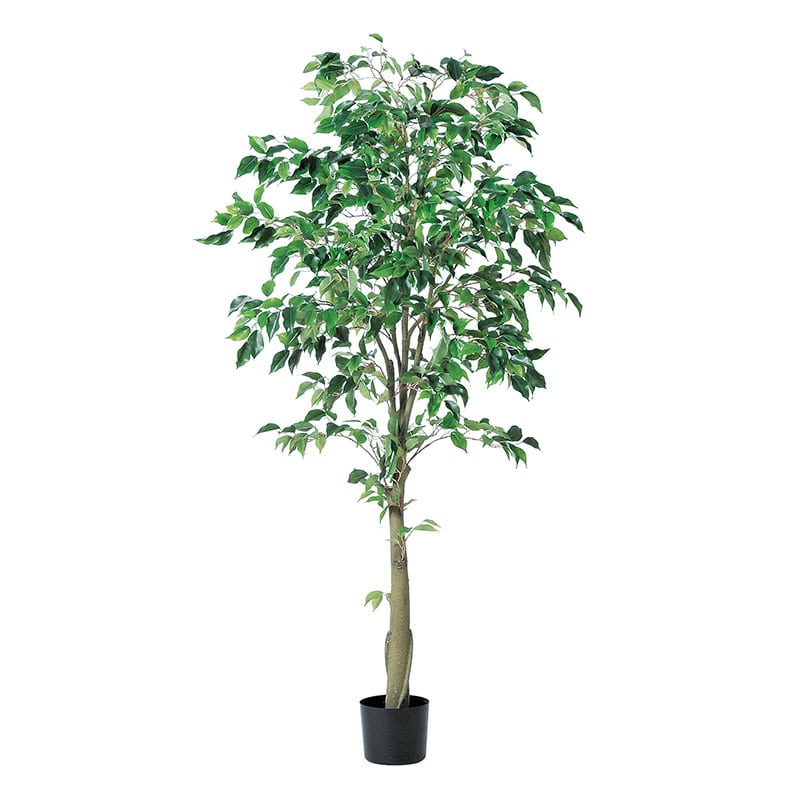 アスカ商会 造花・観葉植物 A-50867ファイカスツリー #051A グリ-ン ポット付 1本(ご注文単位1本)【直送品】