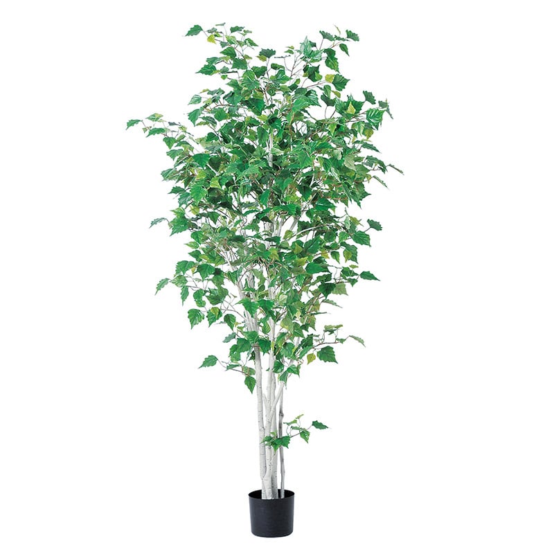 アスカ商会 造花・観葉植物 A-50869 バーチツリー #051A グリ-ン ポット付 1本(ご注文単位1本)【直送品】