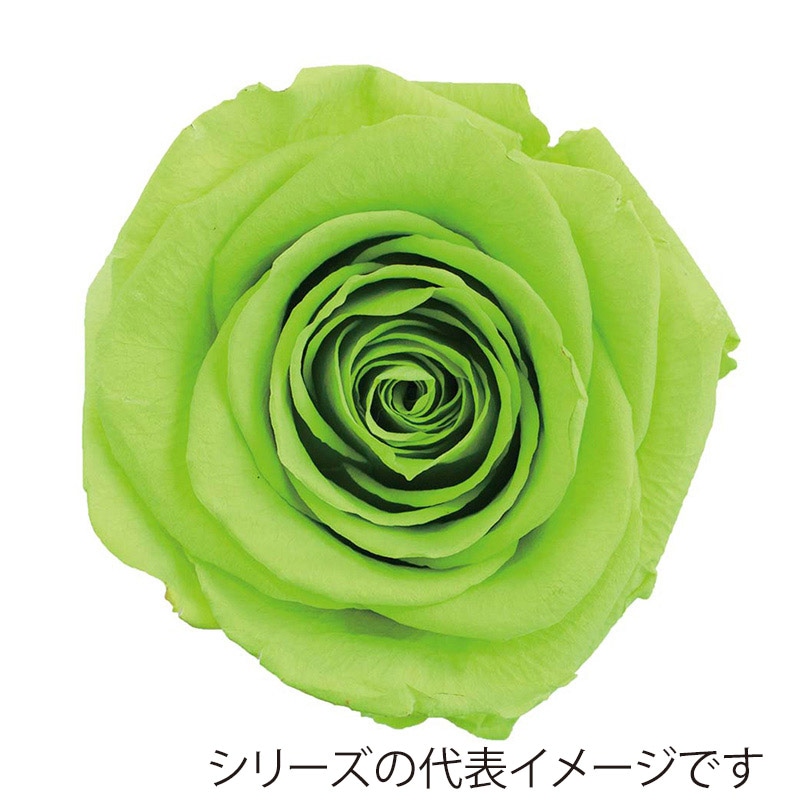 ライムグリーン