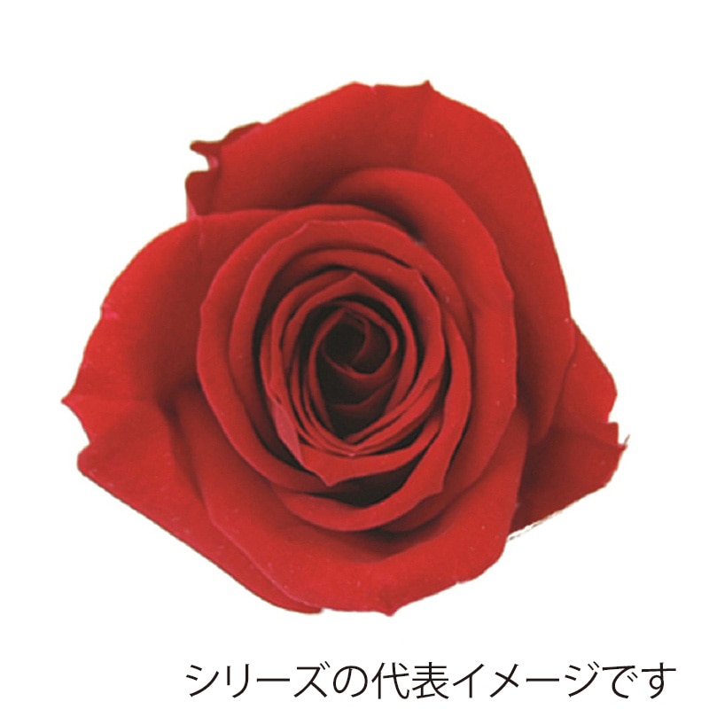 モノ・インターナショナル verdissimo プリザーブドフラワー 56511 ミニローズ レッド 1箱(ご注文単位1箱)【直送品】