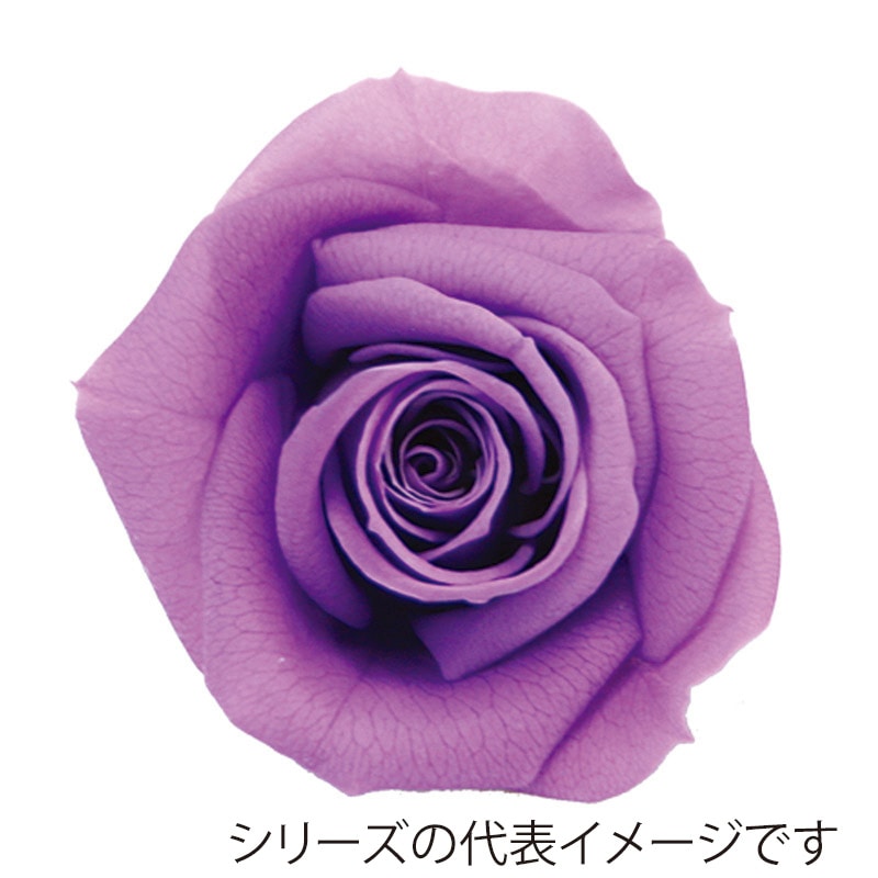 モノ・インターナショナル verdissimo プリザーブドフラワー 56513 ミニローズ ライラック 1箱(ご注文単位1箱)【直送品】
