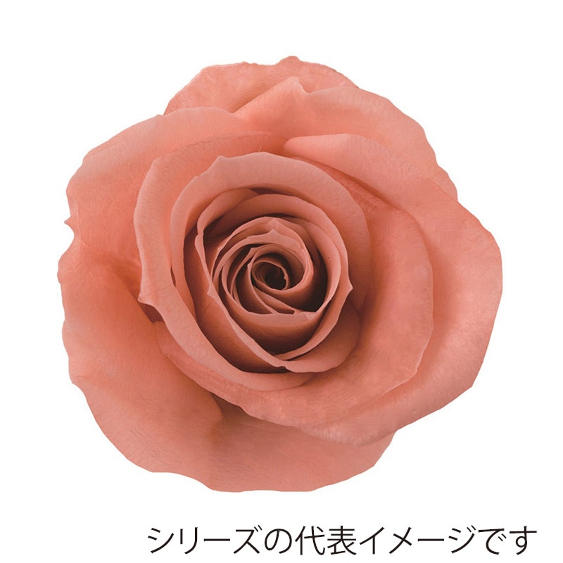 ピンクフィズ