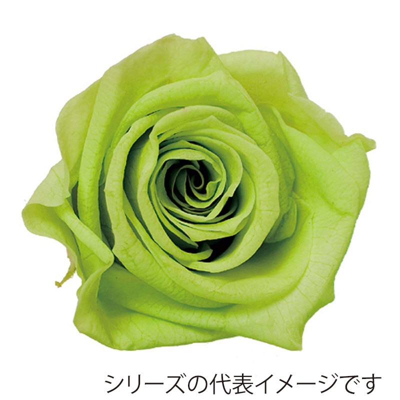モノ・インターナショナル Primavera プリザーブドフラワー 86312 ベベ ピスタチオ 1箱(ご注文単位1箱)【直送品】