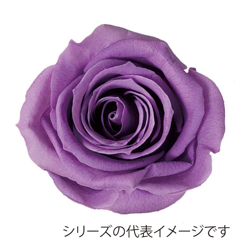 モノ・インターナショナル Primavera プリザーブドフラワー 86314 ベベ リラ 1箱(ご注文単位1箱)【直送品】