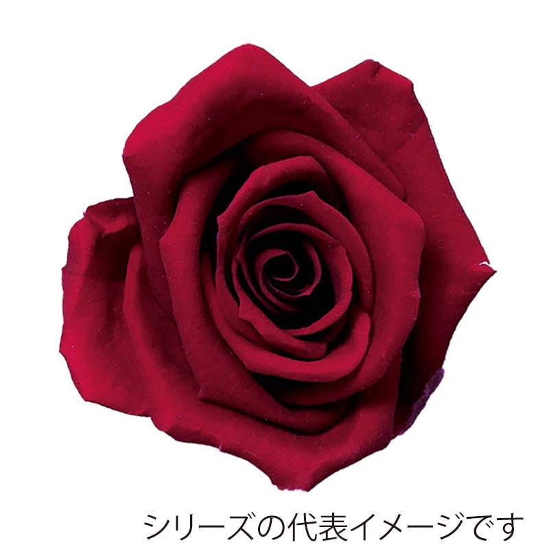 モノ・インターナショナル Primavera プリザーブドフラワー 86317 ベベ ラズベリー 1箱(ご注文単位1箱)【直送品】