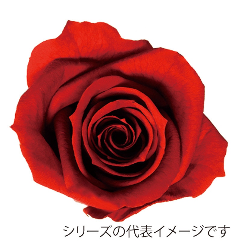 モノ・インターナショナル Primavera プリザーブドフラワー 86318 ベベ テラコッタ 1箱(ご注文単位1箱)【直送品】