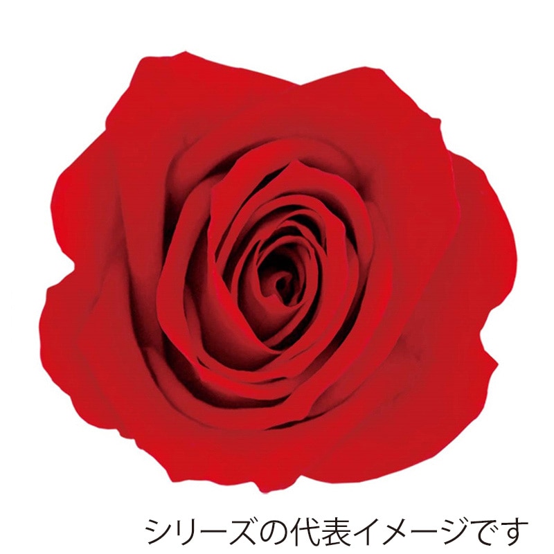モノ・インターナショナル Primavera プリザーブドフラワー 86319 ベベ レッド 1箱(ご注文単位1箱)【直送品】