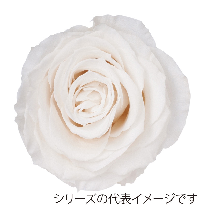 モノ・インターナショナル Primavera プリザーブドフラワー 86332 ベベ スノーホワイト 1個(ご注文単位1個)【直送品】