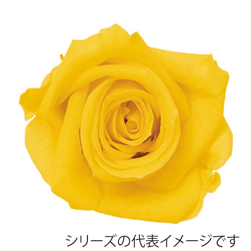 モノ・インターナショナル Primavera プリザーブドフラワー 86502 ニーナ レモン 1箱(ご注文単位1箱)【直送品】