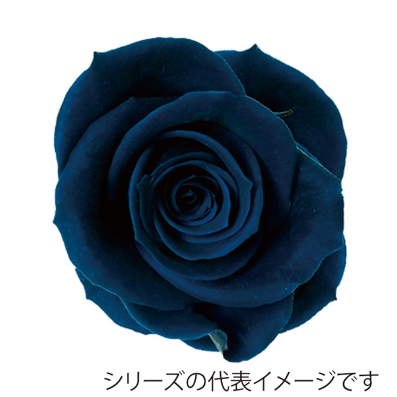 モノ・インターナショナル Primavera プリザーブドフラワー 86511 ニーナ インディーゴ 1箱(ご注文単位1箱)【直送品】