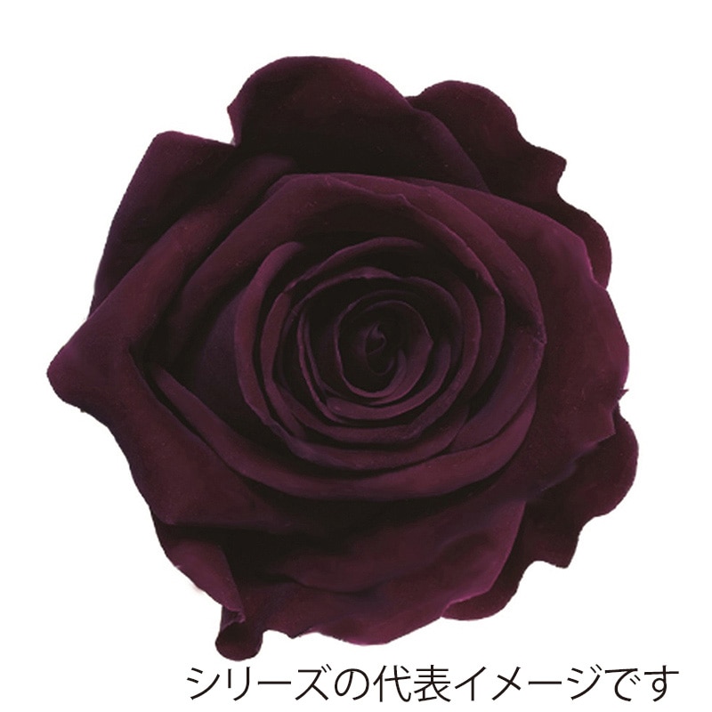 モノ・インターナショナル Primavera プリザーブドフラワー 86516 ニーナ オバジーン 1箱(ご注文単位1箱)【直送品】