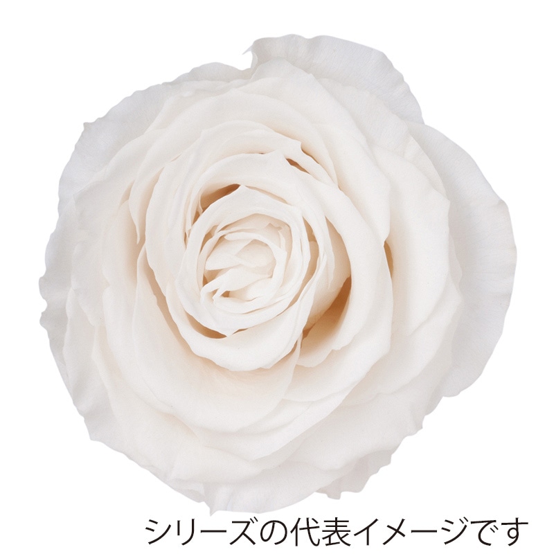 モノ・インターナショナル Primavera プリザーブドフラワー 86532 ニーナ スノーホワイト 1箱(ご注文単位1箱)【直送品】