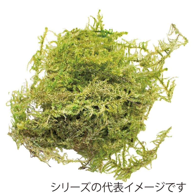 モノ・インターナショナル CANOPY　プリザーブドフラワー 96161　スターモス グリーン　大箱 1箱（ご注文単位1箱）【直送品】