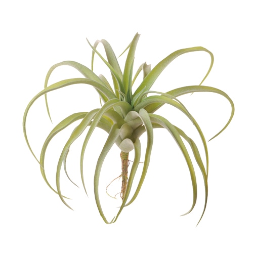 ビバ工芸 造花 ティランジア M VDG5438 1束(ご注文単位1束)【直送品】