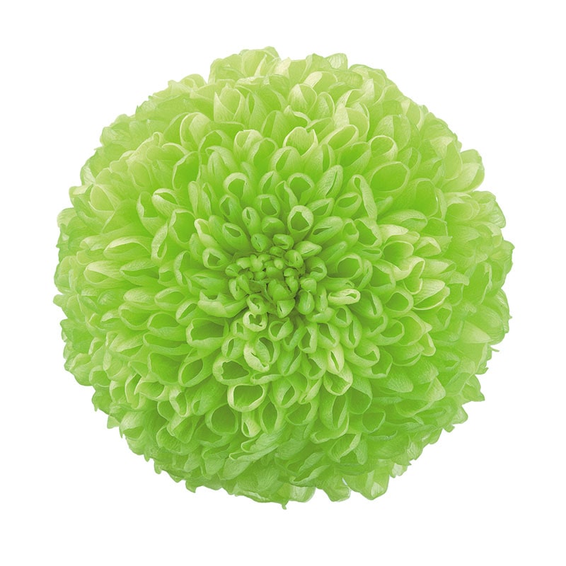 大地農園 プリザーブドフラワー ポンポン菊 ミディ 02646-700 グリーン 1箱(ご注文単位1箱)【直送品】