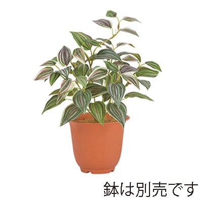 ドガ トラディスカンチャブッシュ パープル/グリーン LEB-8239 1本(ご注文単位1本)【直送品】