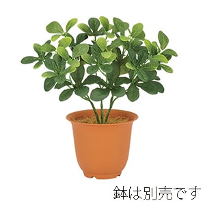 ドガ トベラブッシュ LEB-8240 1本(ご注文単位1本)【直送品】