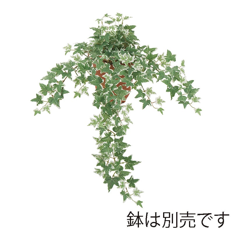 ドガ ユーロアイビーブッシュ 斑入り L LEB-8344-L 1本(ご注文単位1本)【直送品】