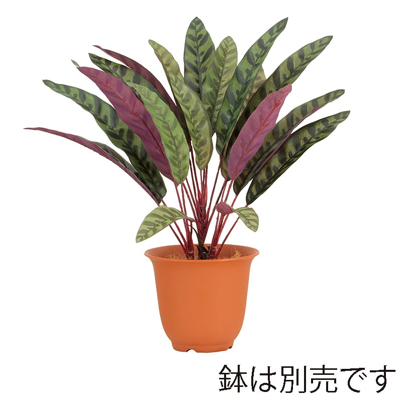 ドガ ピーコックブッシュ  LEB-8366 1本（ご注文単位1本）【直送品】