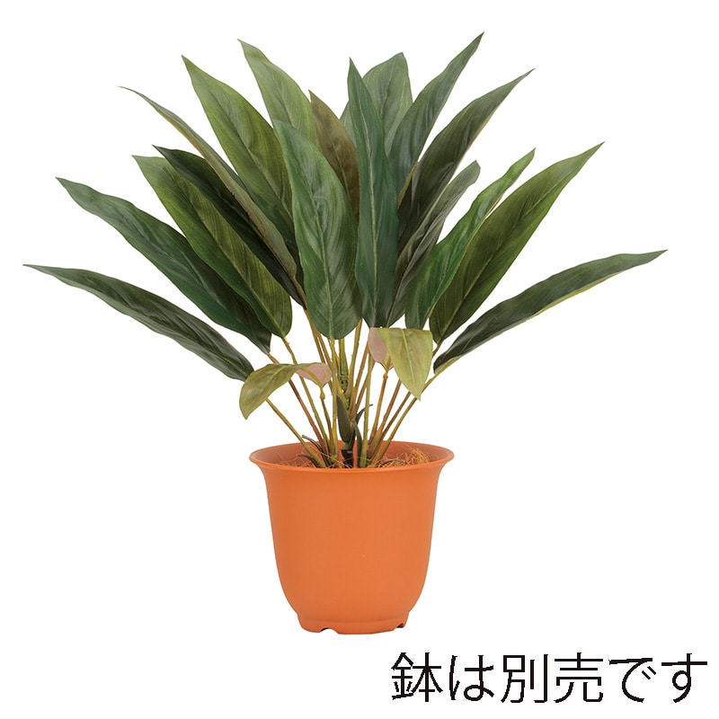ドガ ドラセナブッシュ LEB-8367 1本(ご注文単位1本)【直送品】