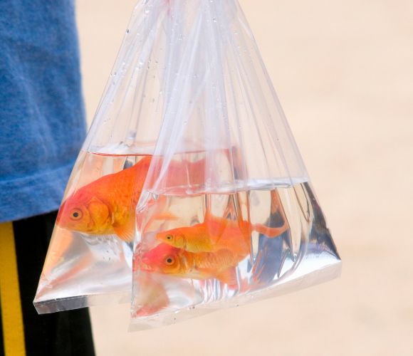 金魚ポリの用途とサイズ